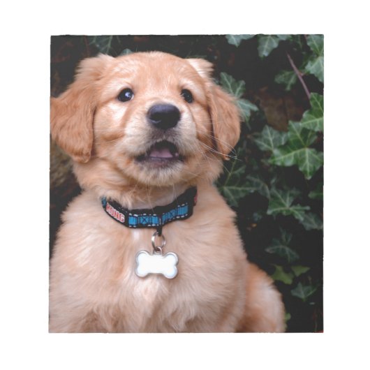 Golden Retriever Puppy Notizblock (Vorderseite)