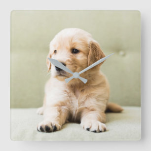 Golden Retriever Puppy on Couch Quadratische Wanduhr