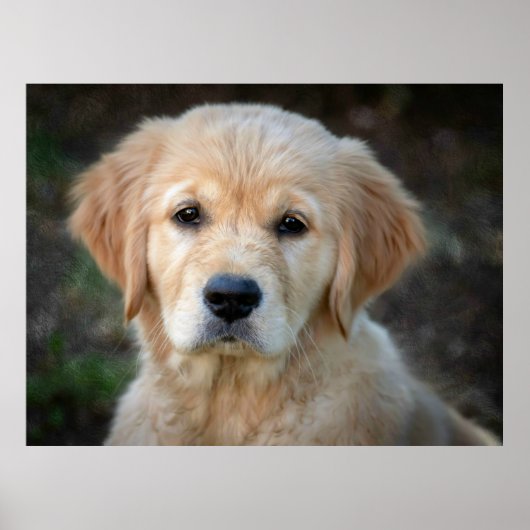 Golden Retriever Puppy Poster (Vorne)