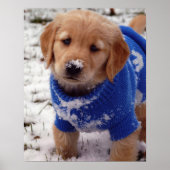 Golden Retriever Puppy Poster (Vorne)