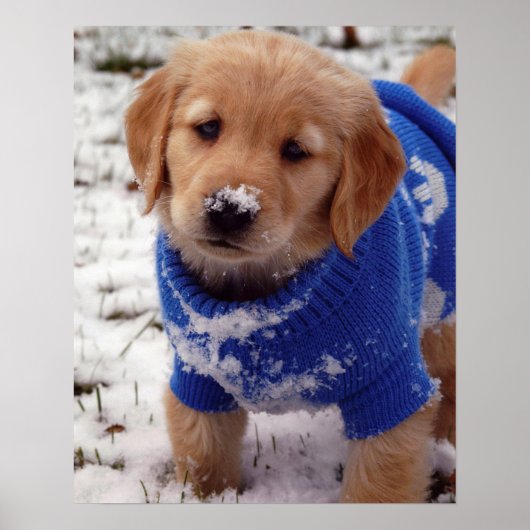Golden Retriever Puppy Poster (Vorne)
