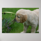 Golden Retriever Puppy Poster (Vorne)