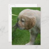 Golden Retriever Puppy Postkarte (Vorne/Hinten)