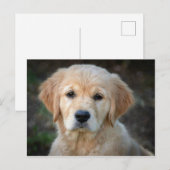 Golden Retriever Puppy Postkarte (Vorne/Hinten)