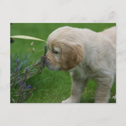 Golden Retriever Puppy Postkarte (Vorderseite)