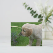 Golden Retriever Puppy Postkarte (Stehend Vorderseite)