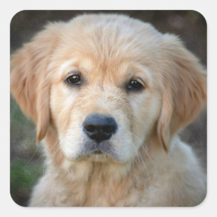 Golden Retriever Puppy Quadratischer Aufkleber