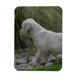 Golden Retriever Puppy Stehend Magnet
