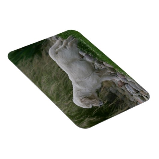 Golden Retriever Puppy Stehend Magnet (Rechte Seite)