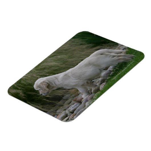 Golden Retriever Puppy Stehend Magnet (Linke Seite)