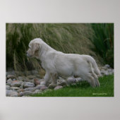 Golden Retriever Puppy Stehend Poster (Vorne)