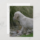 Golden Retriever Puppy Stehend Postkarte (Vorne/Hinten)