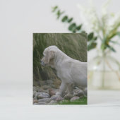 Golden Retriever Puppy Stehend Postkarte (Stehend Vorderseite)