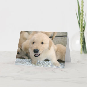 Golden Retriever Puppy Therapy wird gut Karte