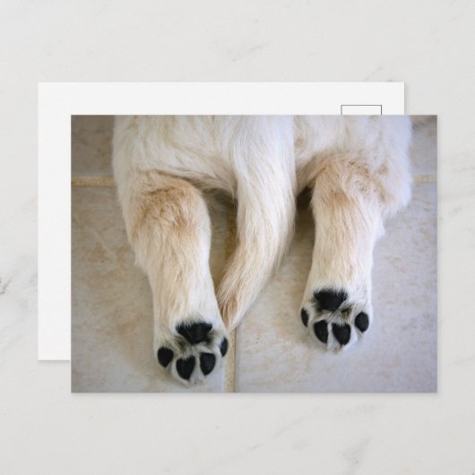 Golden Retriever Puppy Toes Postkarte (Vorne/Hinten)