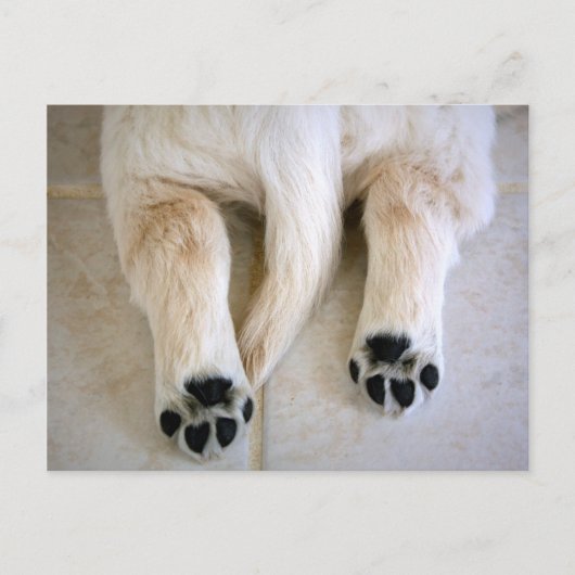 Golden Retriever Puppy Toes Postkarte (Vorderseite)