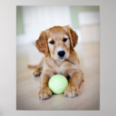 Golden Retriever Puppy Will zu spielen Poster (Vorne)