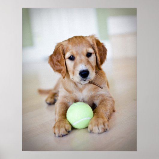 Golden Retriever Puppy Will zu spielen Poster (Vorne)