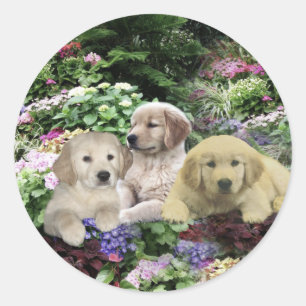 Golden Retriever Pups auf Gartensticker Runder Aufkleber