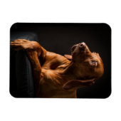 Golden Retriever Purebred Portrait Magnet (Horizontal)