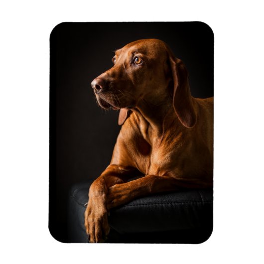 Golden Retriever Purebred Portrait Magnet (Vertikal)