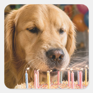 Golden Retriever pustet Geburtstagskerzen aus Quadratischer Aufkleber