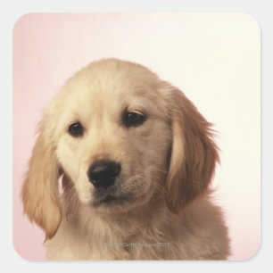 Golden Retriever Quadratischer Aufkleber