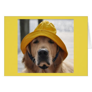 Golden retriever-regnerischer