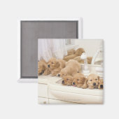 Golden Retriever, relativ modern und 2 Magnet (Vorderseite/Rückseite)