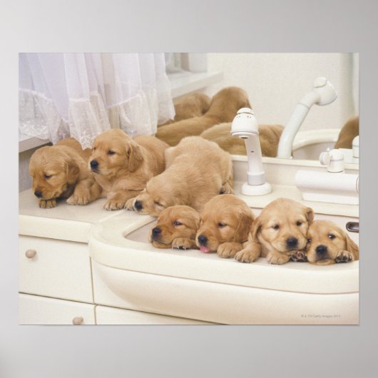 Golden Retriever, relativ modern und 2 Poster (Vorne)