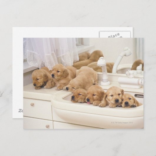 Golden Retriever, relativ modern und 2 Postkarte (Vorne/Hinten)