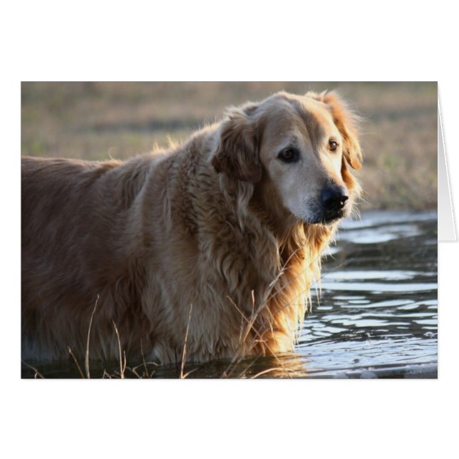 Golden Retriever (Rowdy) stehend in Wasser (Vorderseite (Horizontal))