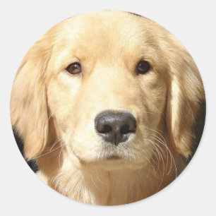 Golden Retriever Runder Aufkleber