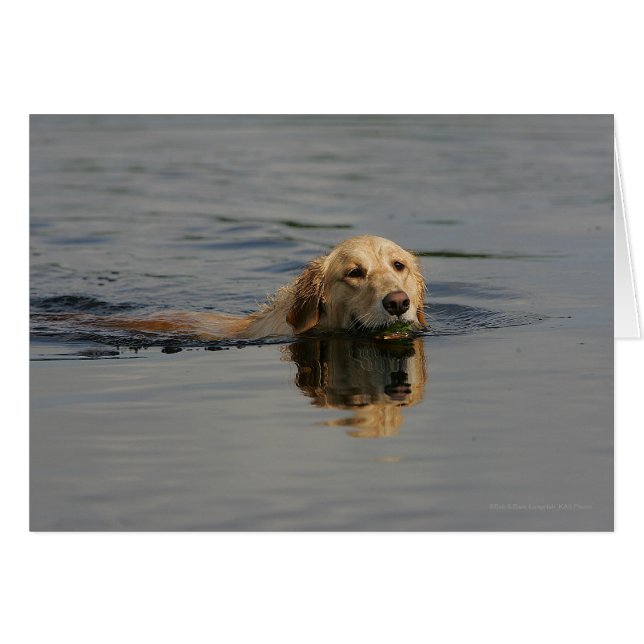 Golden Retriever Schwimmen (Vorderseite (Horizontal))