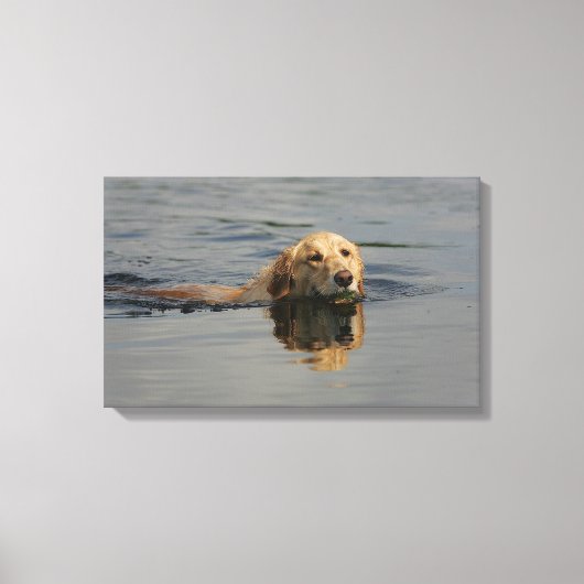 Golden Retriever Schwimmen Leinwanddruck (Vorderseite)