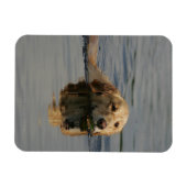 Golden Retriever Schwimmen Magnet (Horizontal)
