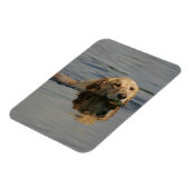 Golden Retriever Schwimmen Magnet (Linke Seite)