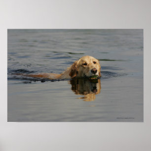 Golden Retriever Schwimmen Poster
