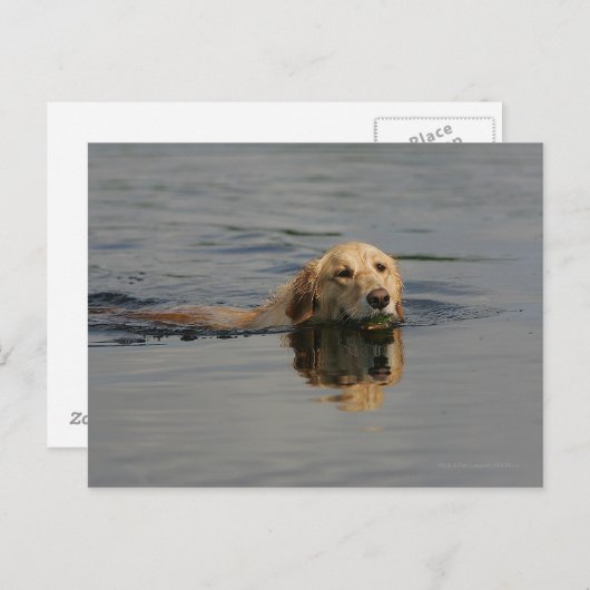 Golden Retriever Schwimmen Postkarte (Vorne/Hinten)