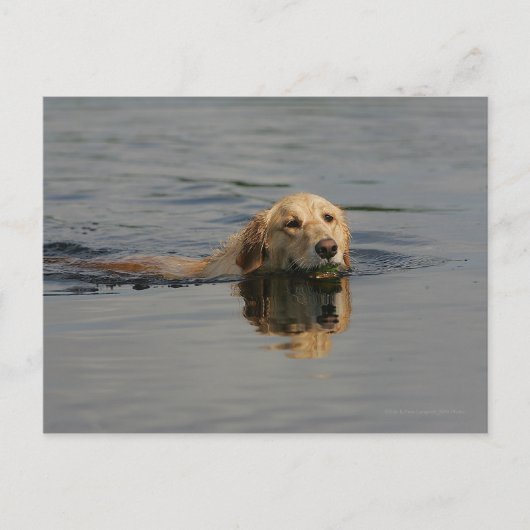 Golden Retriever Schwimmen Postkarte (Vorderseite)