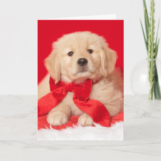 Golden Retriever Seasons Gurr-eetings Welpe Karte (Vorderseite)