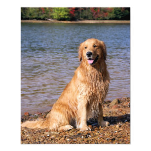 Golden Retriever Sitting Foto Print