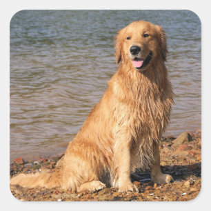 Golden Retriever Sitting Square Quadratischer Aufkleber