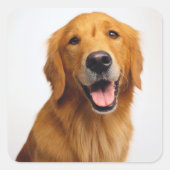 Golden Retriever Smile Quadratischer Aufkleber (Vorderseite)