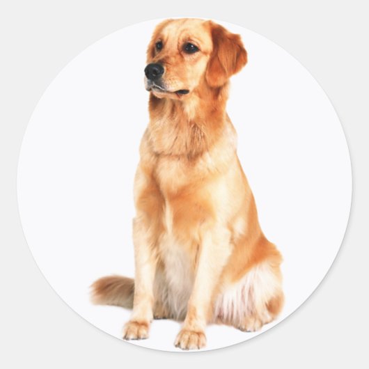 Golden Retriever Sticker (Vorderseite)