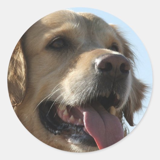 Golden Retriever Sticker (Vorderseite)