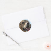 Golden Retriever Sticker (Umschlag)