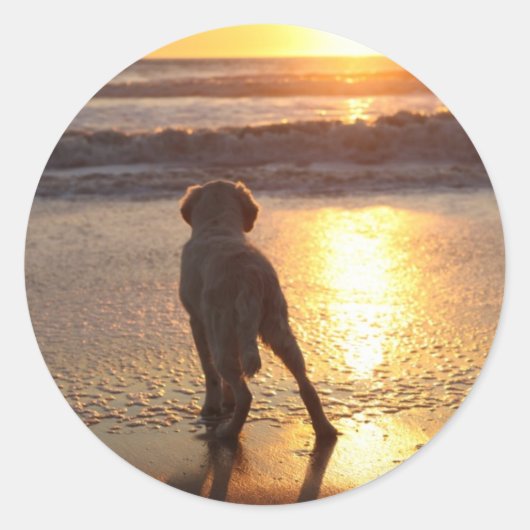 Golden Retriever Stickers (Vorderseite)