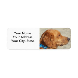 Golden retriever-Strand-Hund