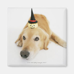 Golden retriever und Verzierung Magnet